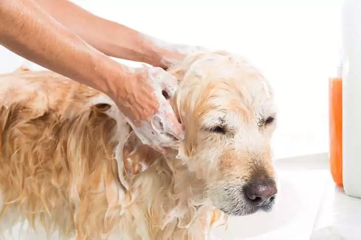 earthbath cerry puppy shampoo
