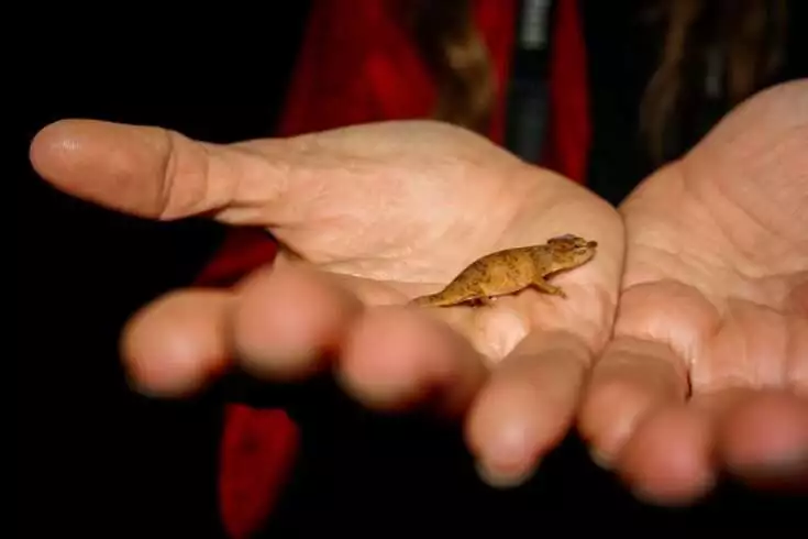 12 Interesting Facts About the Smallest Animals in the World 12