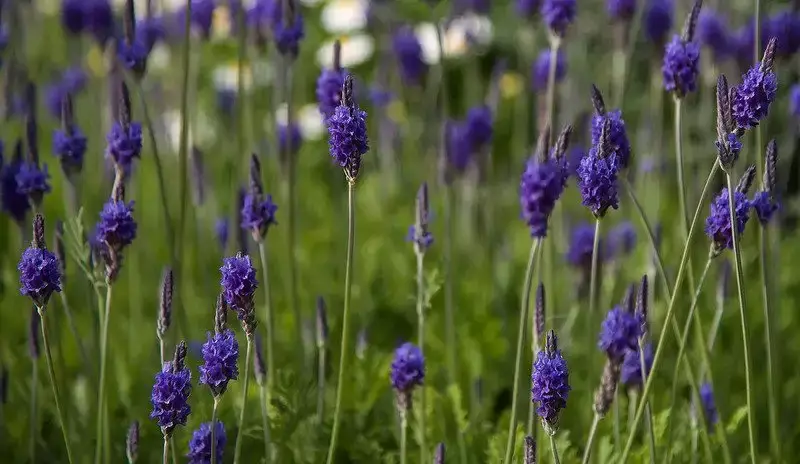 15 Types of Beautiful Exotic Flowers That Adds To Your Delight 20 Lavender