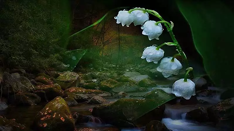 lily of the valley among the rocks