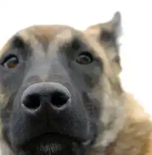 The Best 25 Fun Facts About Dogs 11 The Best 25 Fun Facts About Dogs 6