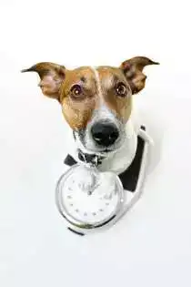 The Best 25 Fun Facts About Dogs 30 The Best 25 Fun Facts About Dogs 24