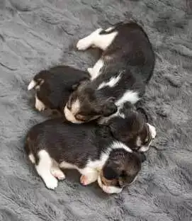 The Best 25 Fun Facts About Dogs 12 The Best 25 Fun Facts About Dogs 7