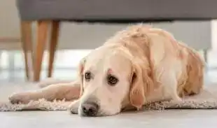 The Best 25 Fun Facts About Dogs 21 The Best 25 Fun Facts About Dogs 15
