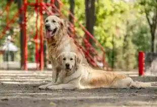 The Best 25 Fun Facts About Dogs 28 The Best 25 Fun Facts About Dogs 22