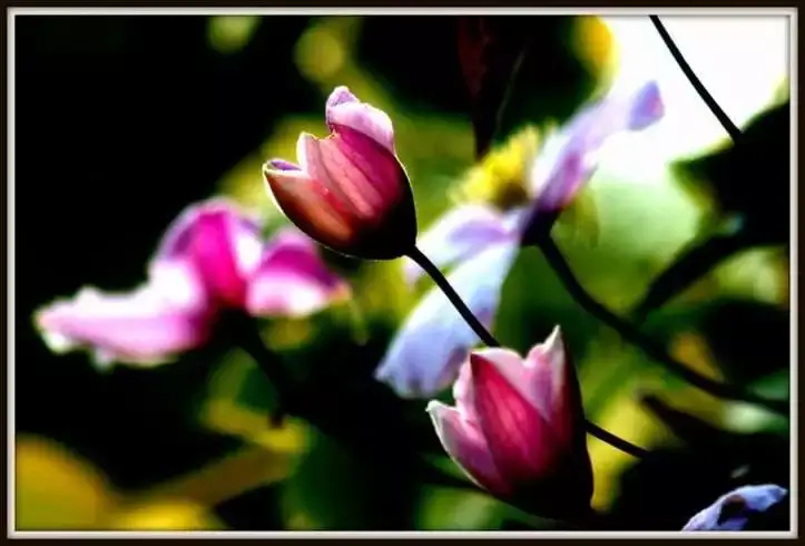 15 Types of Beautiful Exotic Flowers That Adds To Your Delight 8 Exotic Flower