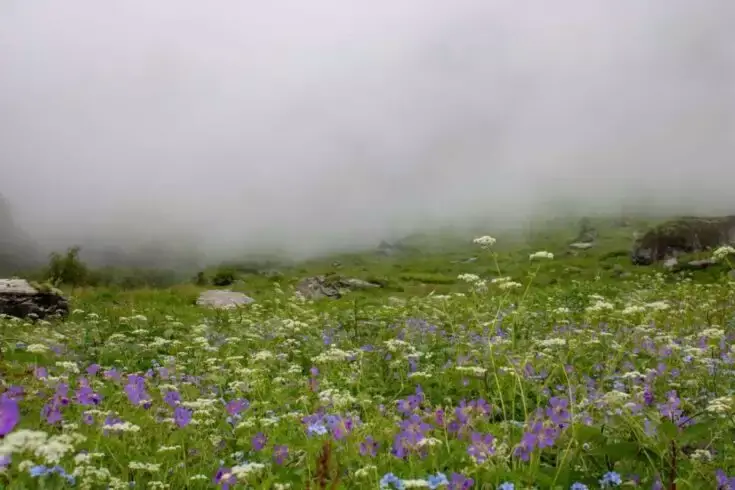 21 Best Places to Travel in June 29 Valley of flowers