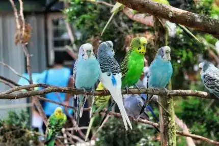animals in australia