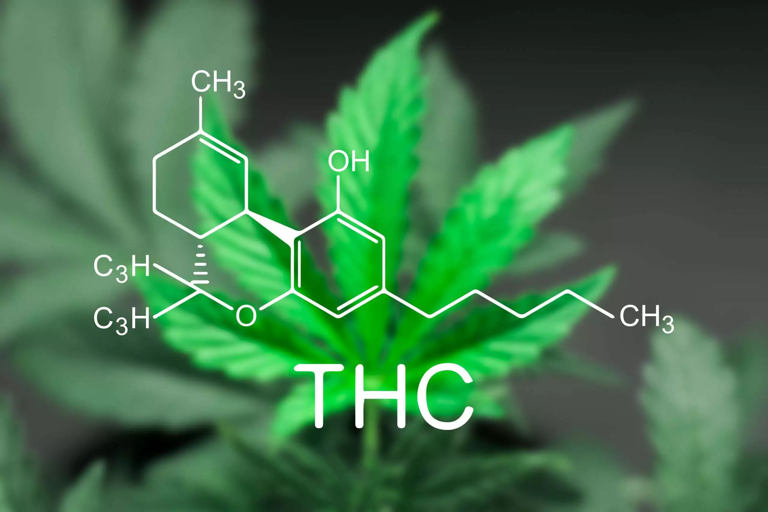 THC plants
