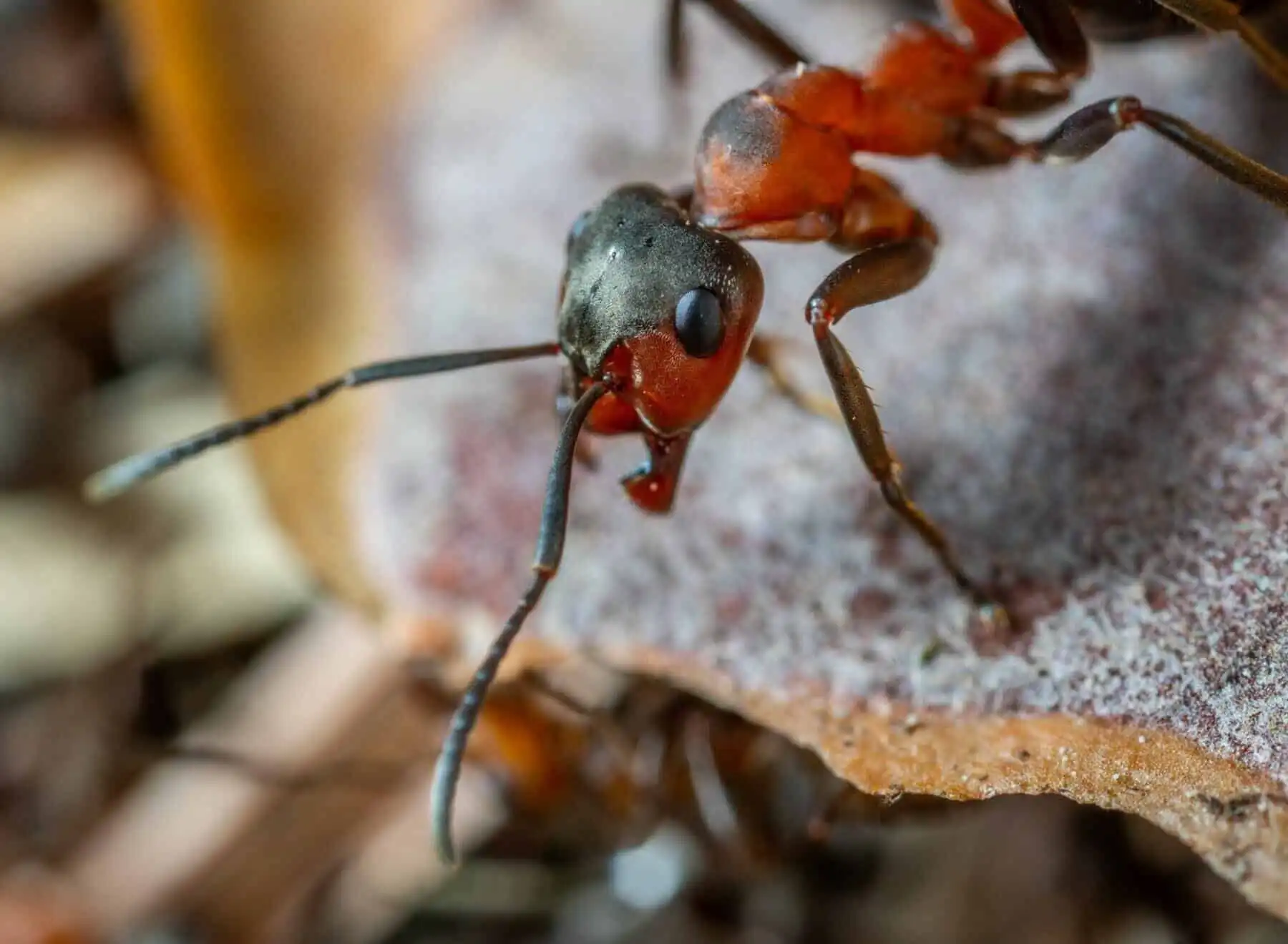 What Do Ants Eat? And 5 Interesting Facts About Ants!