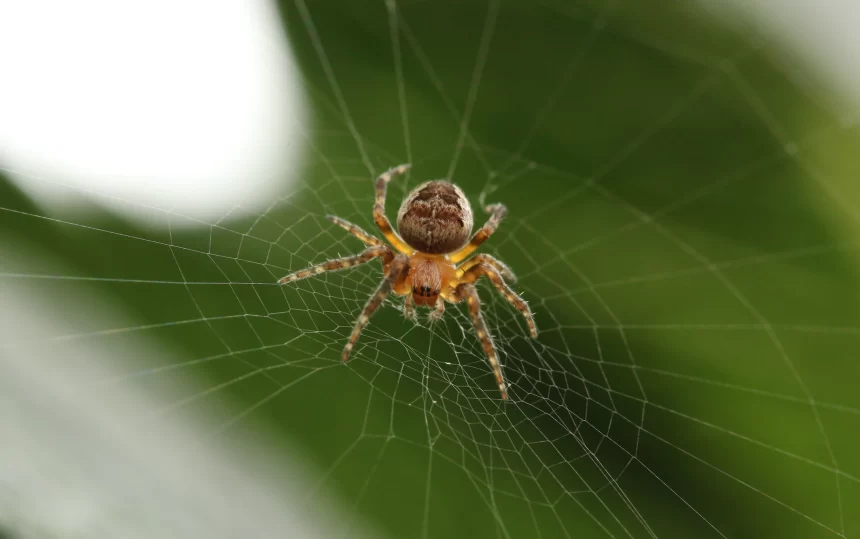 Florida spiders