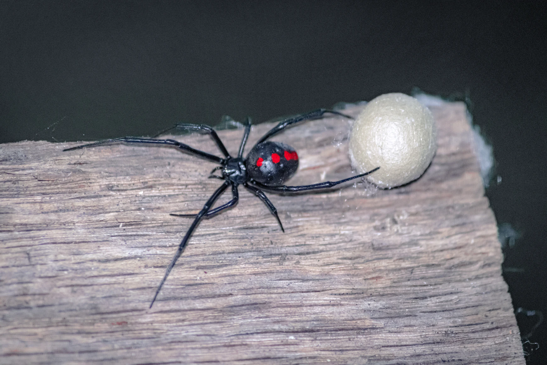 Widow spider