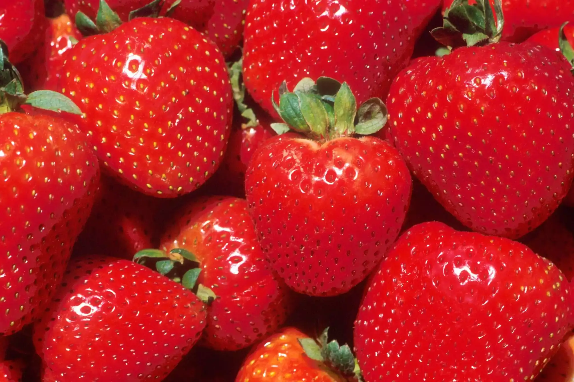 How to Grow Strawberries: Know the 31 Simple Steps 3