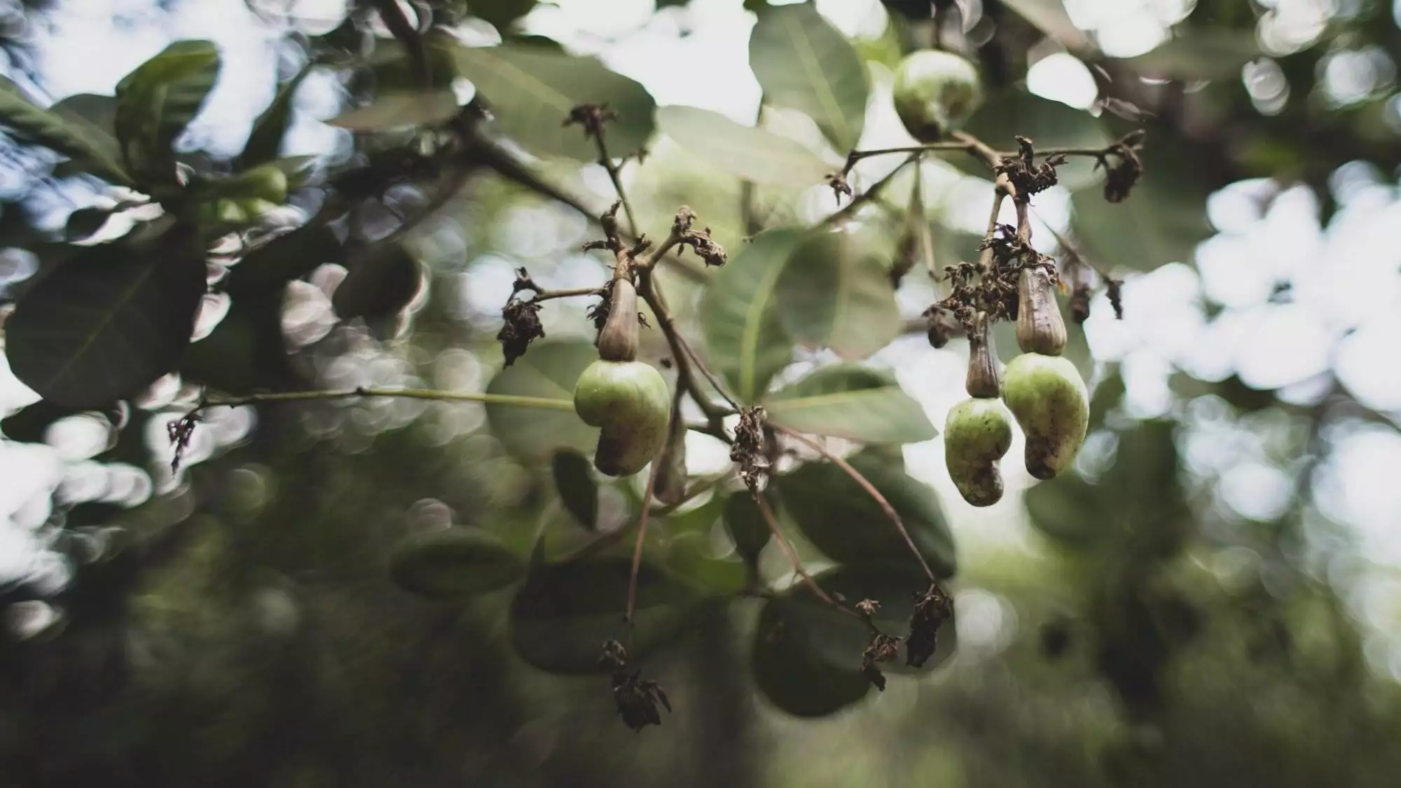How Do Cashews Grow- 8 Interesting Ways
