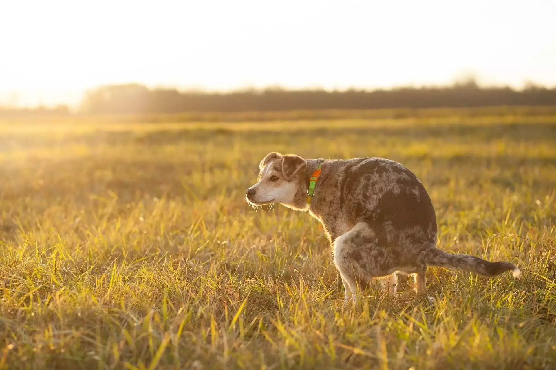 How Long Does It Take A Dog To Digest Food: 7 Tips for better Digestion 14 How long does it take a dog to digest food
