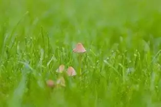 How to get rid of mushrooms in lawn